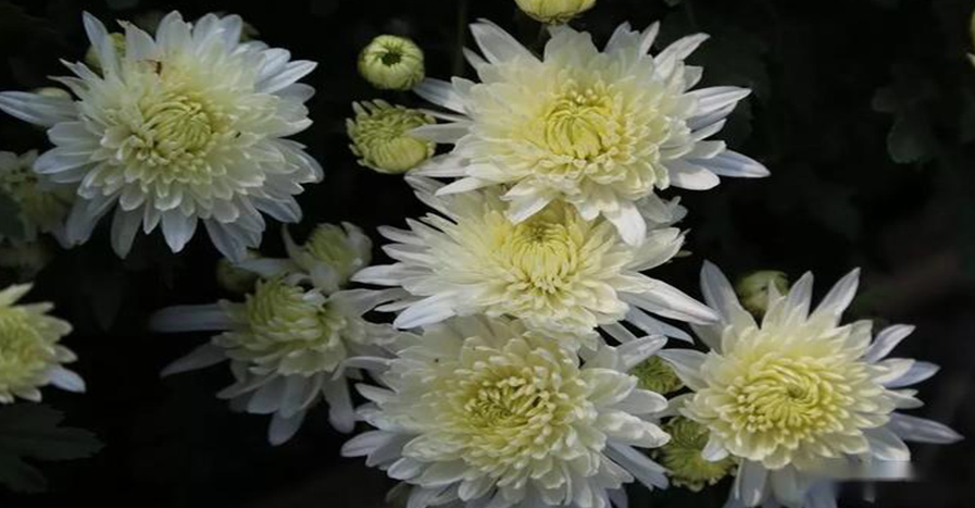 亲人离世前有什么预兆